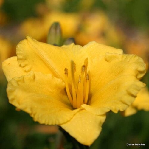 Oakes-Daylilies-Miss-Mary-Mary-004
