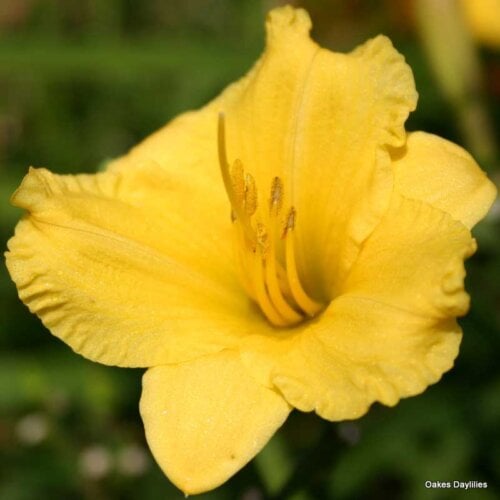 Oakes-Daylilies-Miss-Mary-Mary