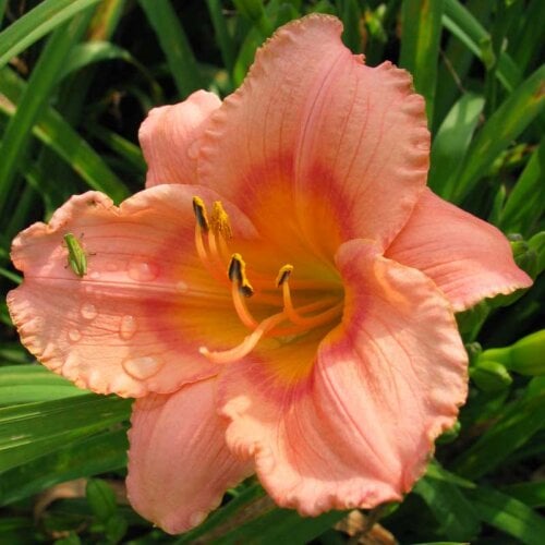 Oakes-Daylilies-Miss-Tinkerbell-daylily-001