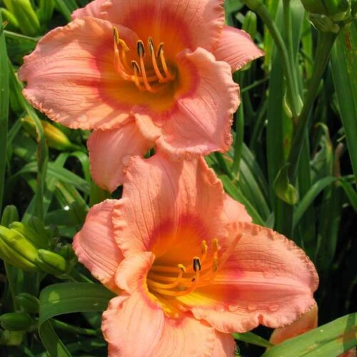 Oakes-Daylilies-Miss-Tinkerbell-daylily-003