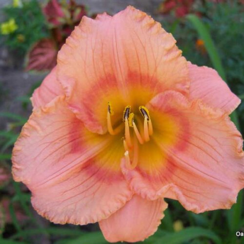 Oakes-Daylilies-Miss-Tinkerbell-daylily-004
