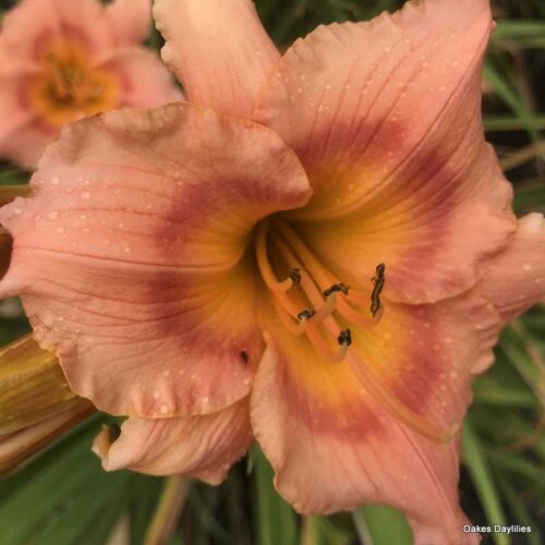 Oakes-Daylilies-Miss-Tinkerbell-daylily-006