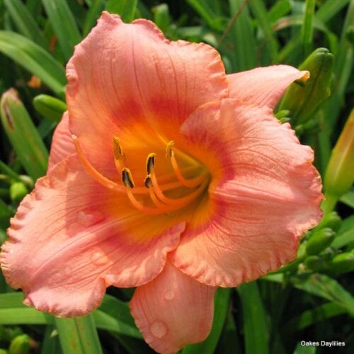 Oakes-Daylilies-Miss-Tinkerbell-daylily