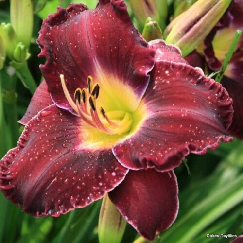 Oakes-Daylilies-Noble-Lord-001