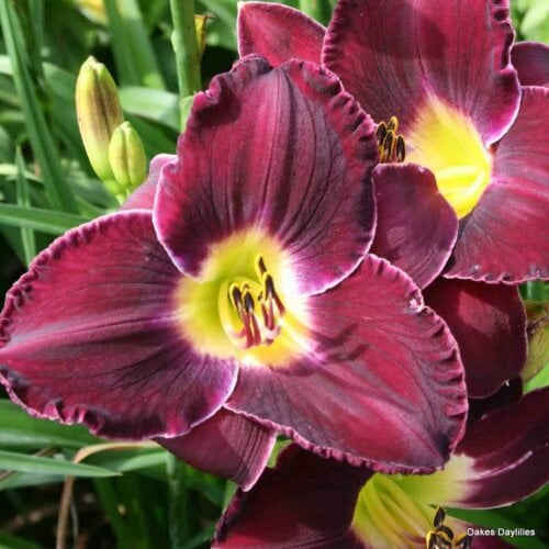 Oakes-Daylilies-Noble-Lord-002
