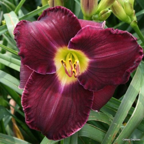 Oakes-Daylilies-Noble-Lord-003