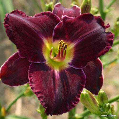 Oakes-Daylilies-Noble-Lord-004