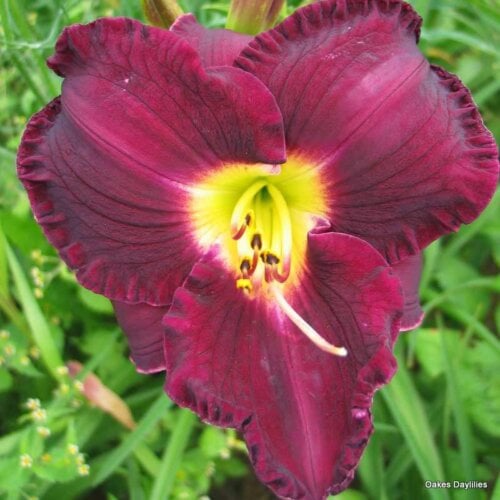 Oakes-Daylilies-Noble-Lord-005