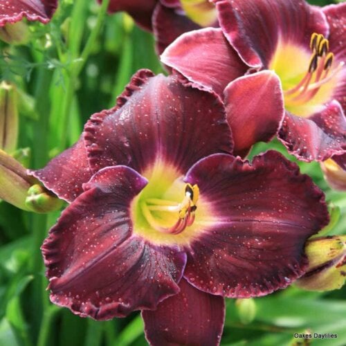 Oakes-Daylilies-Noble-Lord