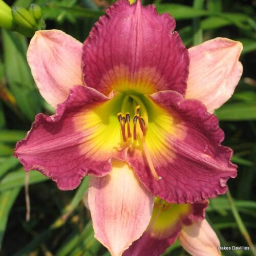Oakes-Daylilies-Old-King-Cole-001