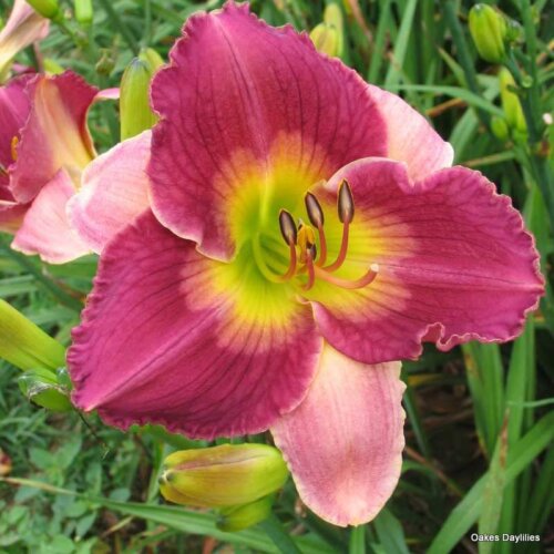 Oakes-Daylilies-Old-King-Cole-002