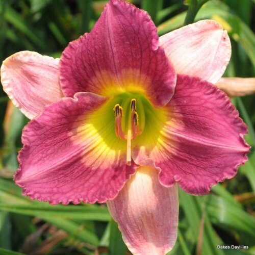 Oakes-Daylilies-Old-King-Cole-003