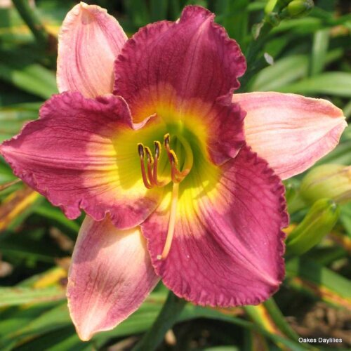 Oakes-Daylilies-Old-King-Cole-004