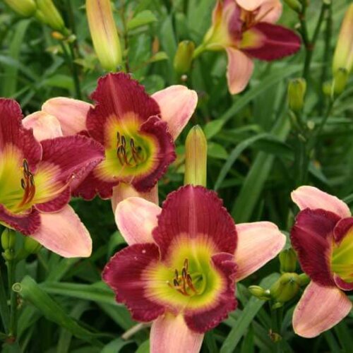 Oakes-Daylilies-Old-King-Cole