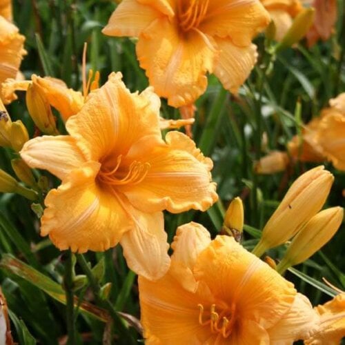 Oakes-Daylilies-Orange-Velvet-001