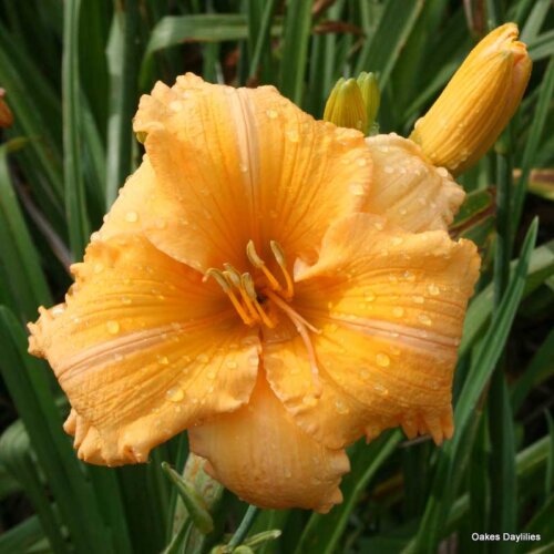 Oakes-Daylilies-Orange-Velvet-003
