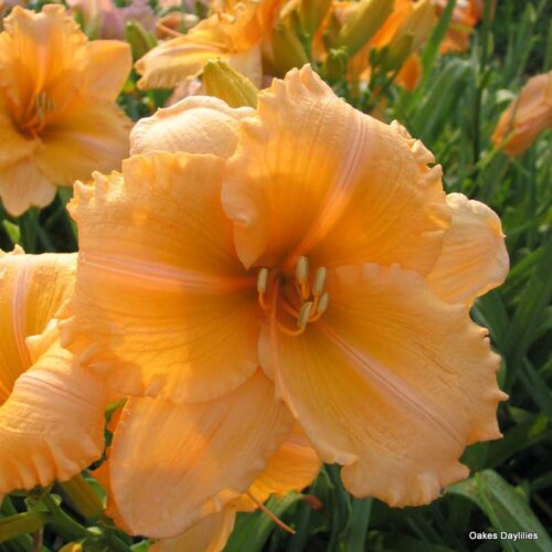 Oakes-Daylilies-Orange-Velvet-004