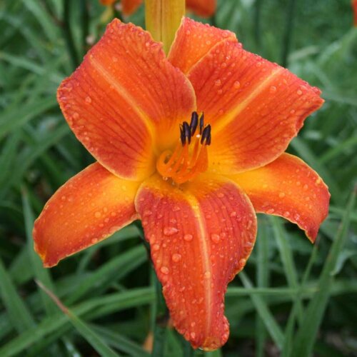Orange Vols Daylily | Big Orange Bloom | Oakes Daylilies