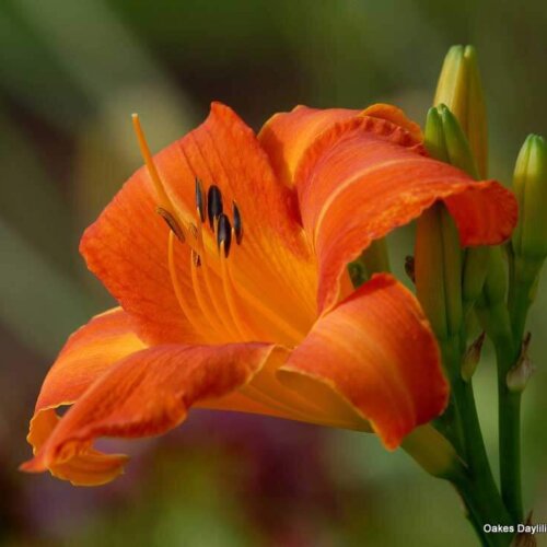 Oakes-Daylilies-Orange-Vols-daylily-003