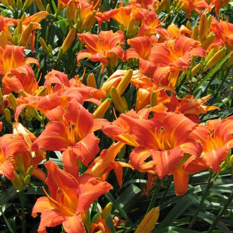 Orange Vols Daylily | Big Orange Bloom | Oakes Daylilies