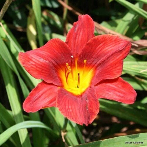 Oakes-Daylilies-Over-There-001