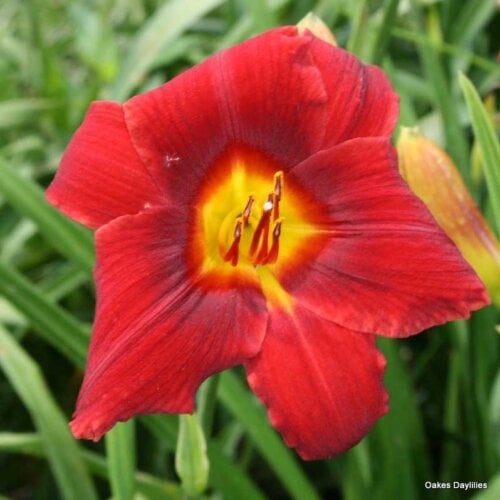 Oakes-Daylilies-Over-There-002