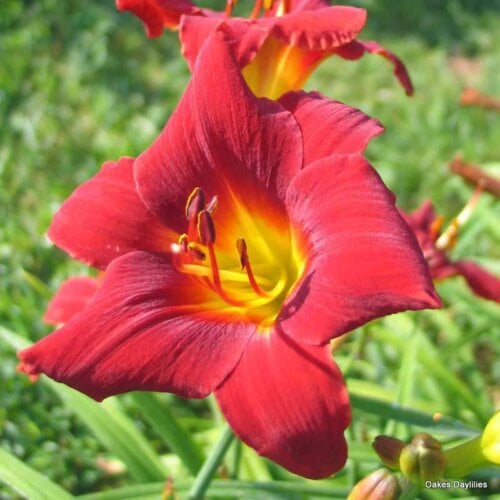 Oakes-Daylilies-Over-There-003