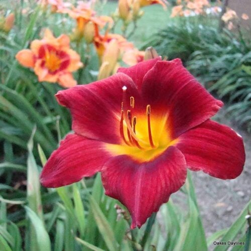 Oakes-Daylilies-Over-There-004