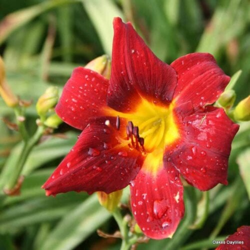 Oakes-Daylilies-Over-There