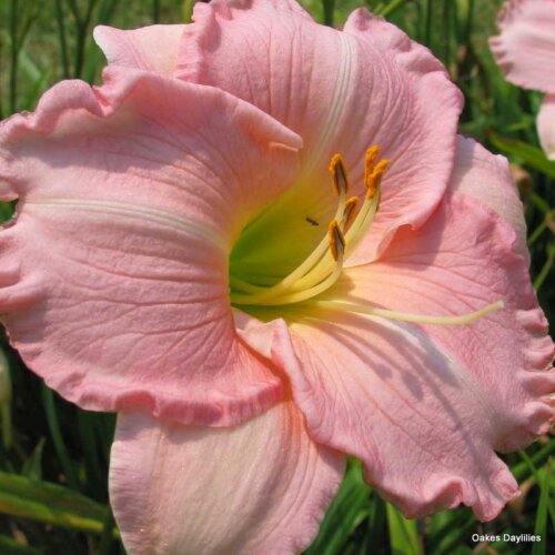 Oakes-Daylilies-Pink-Attraction-daylily-001