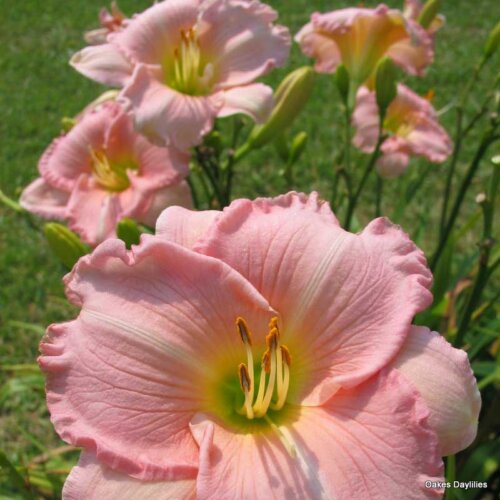 Oakes-Daylilies-Pink-Attraction-daylily-002