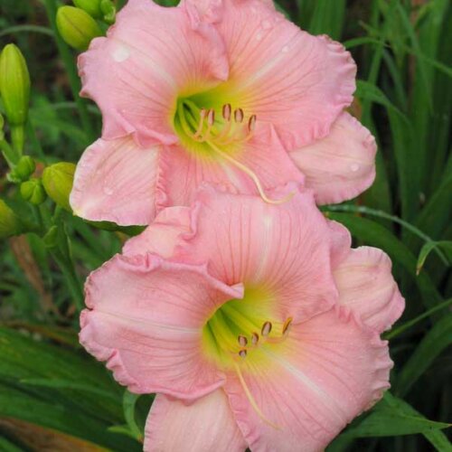 Oakes-Daylilies-Pink-Attraction-daylily-003