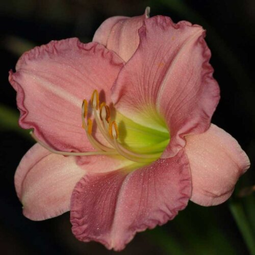 Oakes-Daylilies-Pink-Attraction-daylily-004