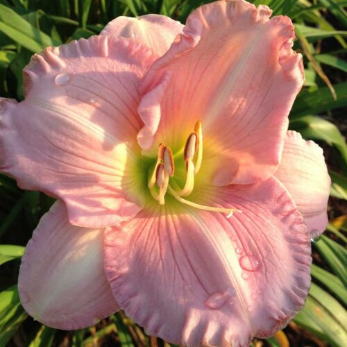 Oakes-Daylilies-Pink-Attraction-daylily