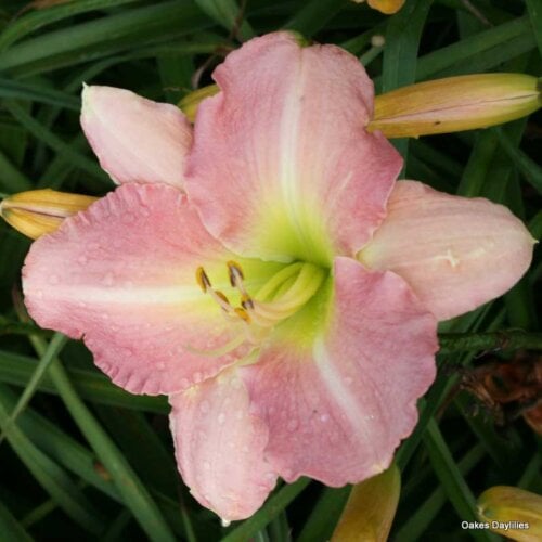Oakes-Daylilies-Pink-Monday-001