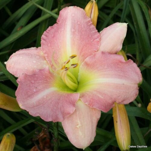 Oakes-Daylilies-Pink-Monday-002