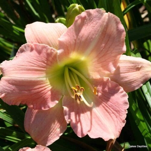 Oakes-Daylilies-Pink-Monday-003
