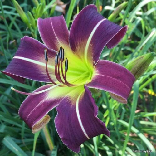 Oakes-Daylilies-Prince-Of-Purple-daylily-004