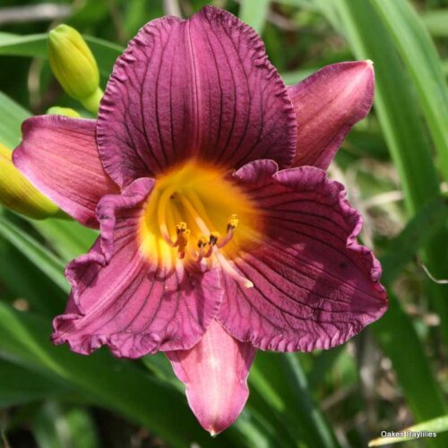 Oakes-Daylilies-Purple-De-Oro-daylily-003