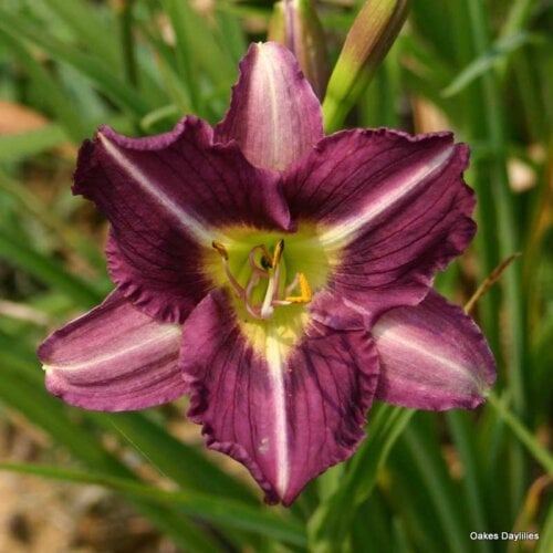 Oakes-Daylilies-Purple-Pinwheel-daylily-001