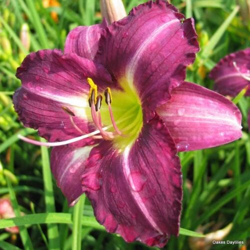 Oakes-Daylilies-Purple-Pinwheel-daylily-002