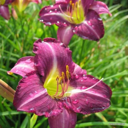 Oakes-Daylilies-Purple-Pinwheel-daylily-003