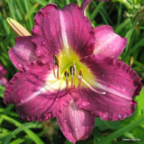 Oakes-Daylilies-Purple-Pinwheel-daylily-004
