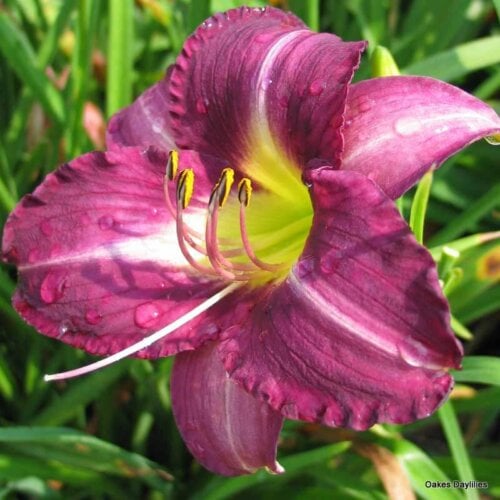 Oakes-Daylilies-Purple-Pinwheel-daylily-005
