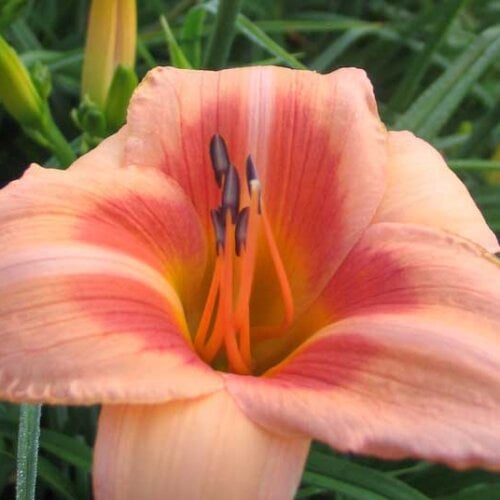 Real Wind Daylily