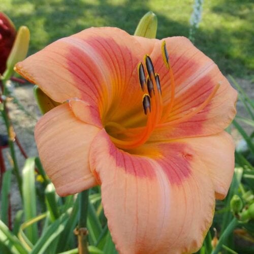 Real Wind Daylily