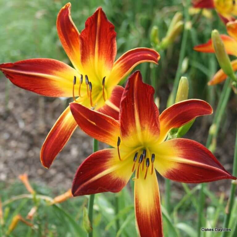 RED FLAG - Oakes Daylilies