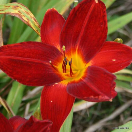 Oakes-Daylilies-Red-Rogue-daylily-001