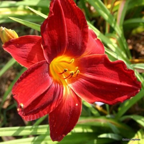Oakes-Daylilies-Red-Rogue-daylily-002