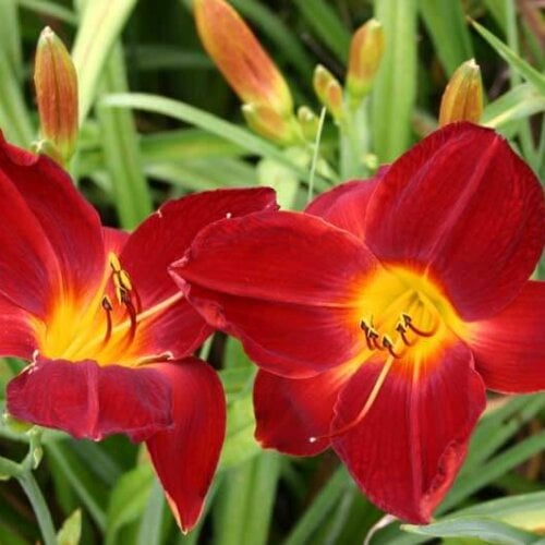 Oakes-Daylilies-Red-Rogue-daylily-003